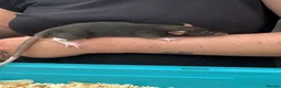 Rat rodents for sale: Beautiful friendly Dumbo rats  - Advert 14