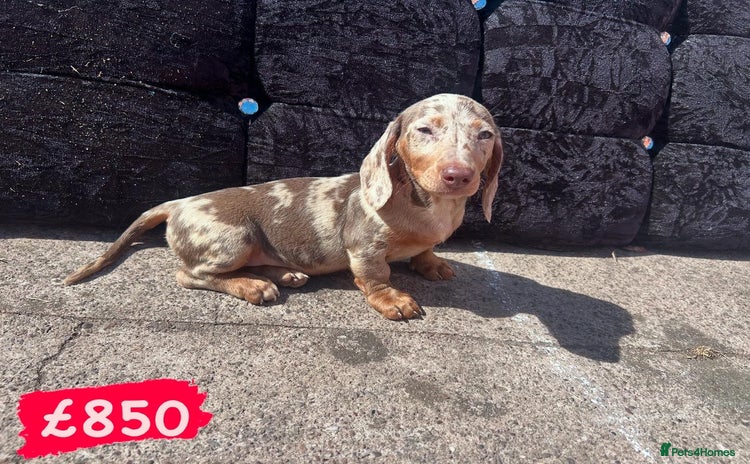 Miniature Dachshund dogs in Walsall - Advert 13