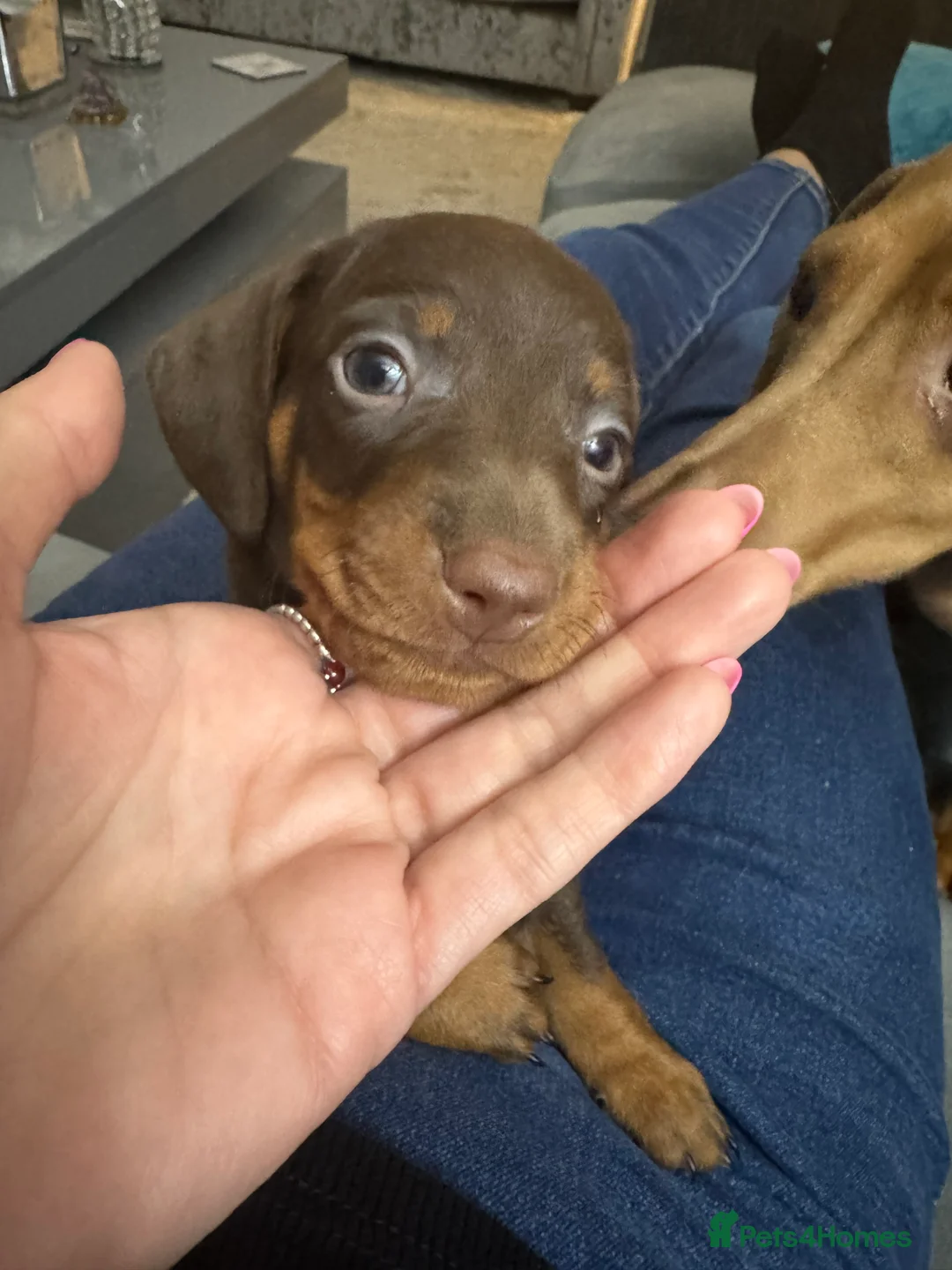 Miniature Dachshund dogs for sale: Miniature dachund puppies smooth hair  - Advert 17