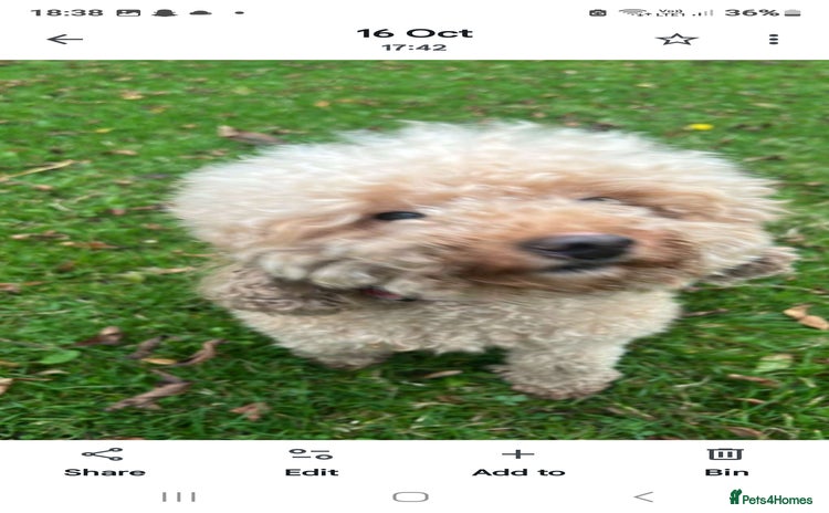 Toy Poodle dogs Toy miniature poodle - Advert 1