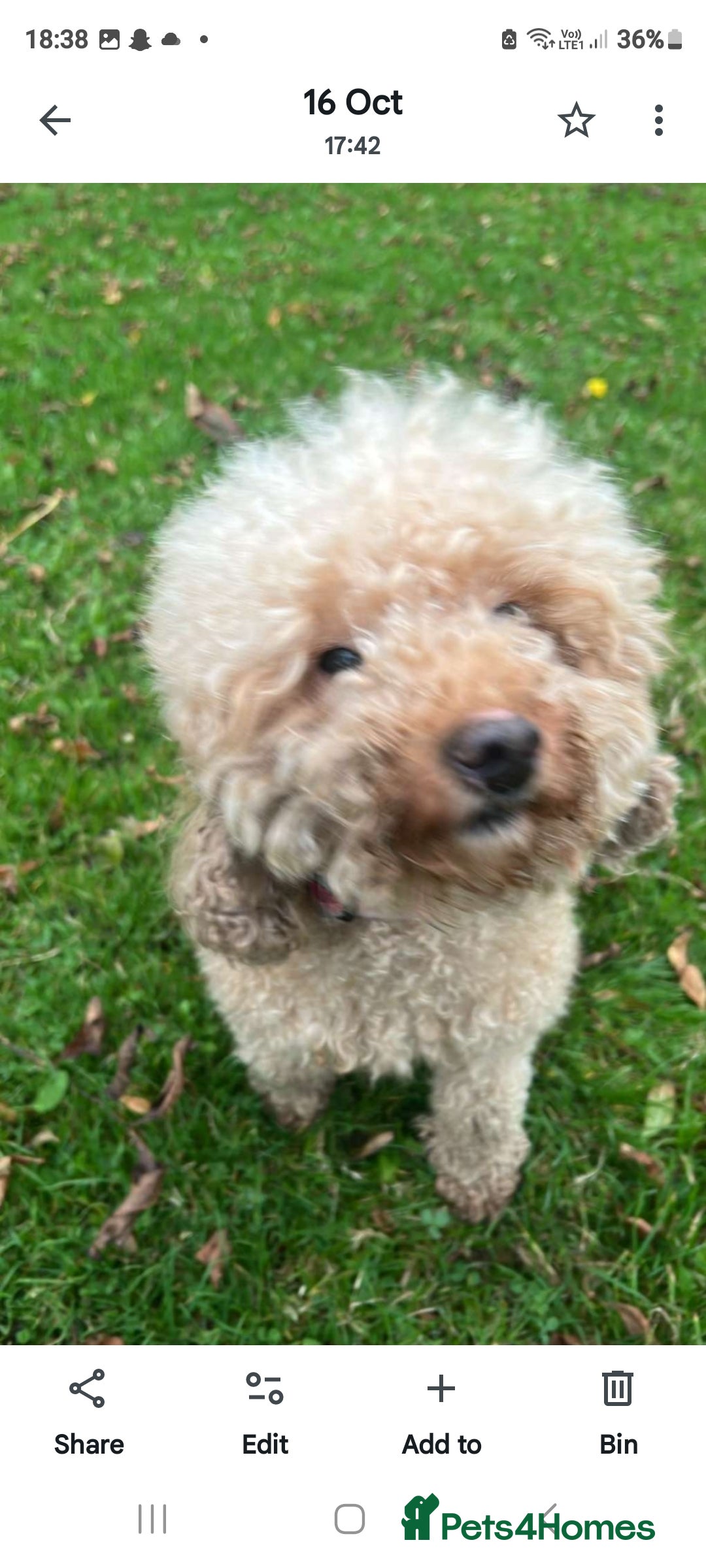 Toy Poodle dogs for sale: Toy miniature poodle - Advert 1