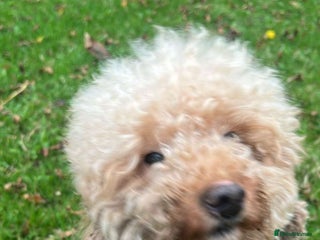 Toy Poodle dogs Toy miniature poodle - Advert 10