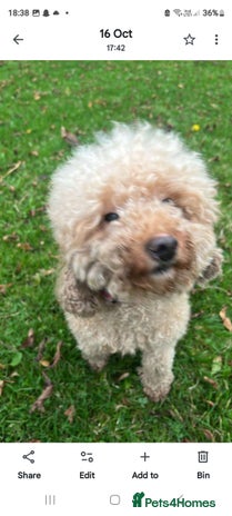 Toy Poodle dogs Toy miniature poodle - Advert 1