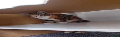 Mixed Breed 4
