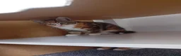 Mixed Breed cats for sale: 4 kittens  in Huddersfield - Advert 9