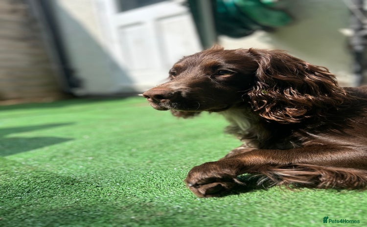 Cocker Spaniel dogs - Advert 1