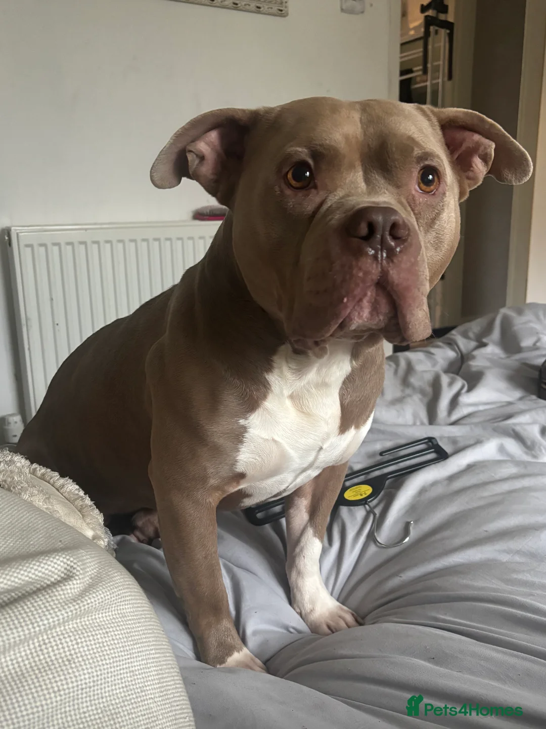 American Bully dogs for stud: Pocket bully STUD - Advert 1