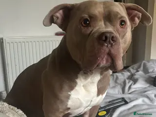 American Bully dogs Pocket bully STUD - Advert 3