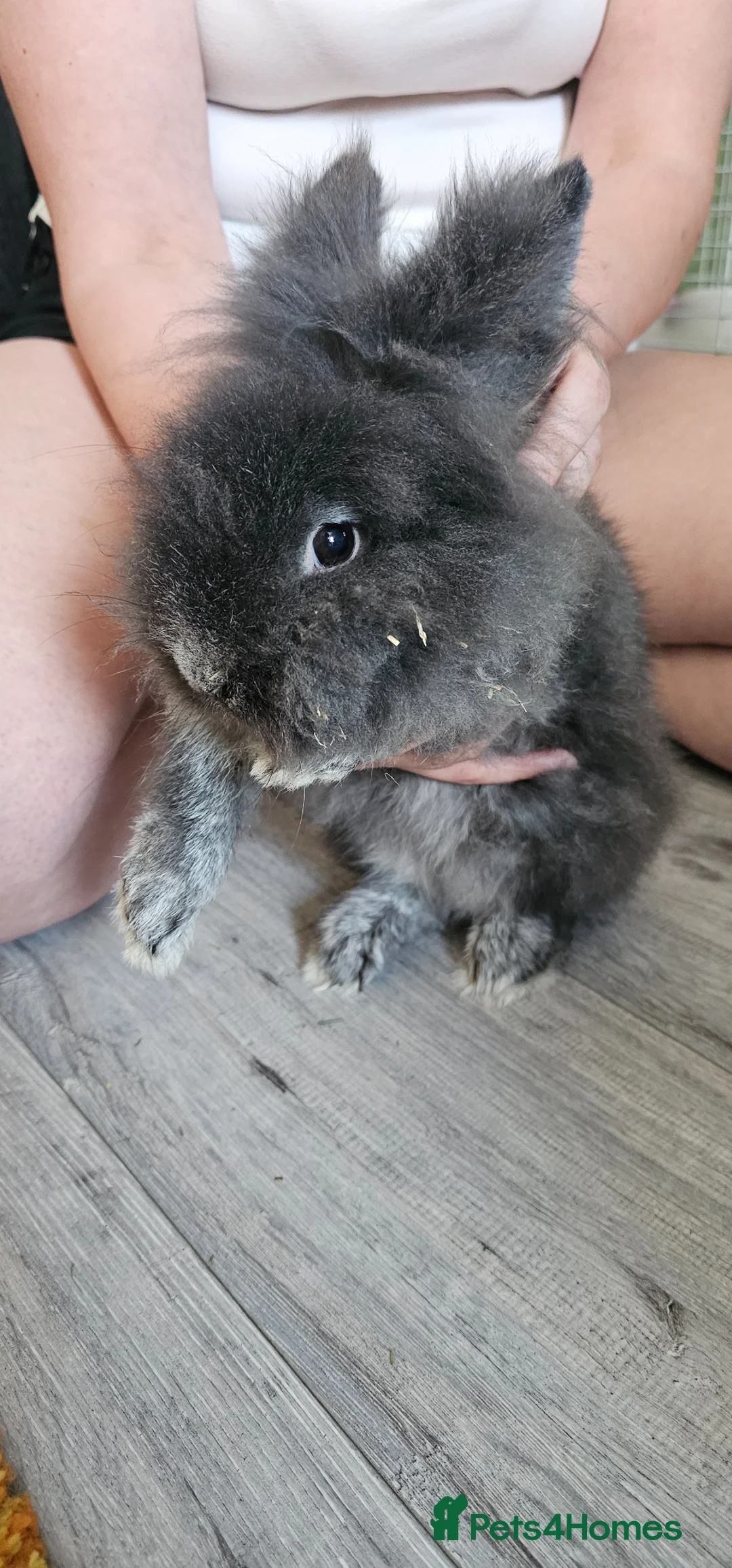 Lionhead rabbits for sale: Grey Lionhead Rabbit in Nottingham - Advert 1