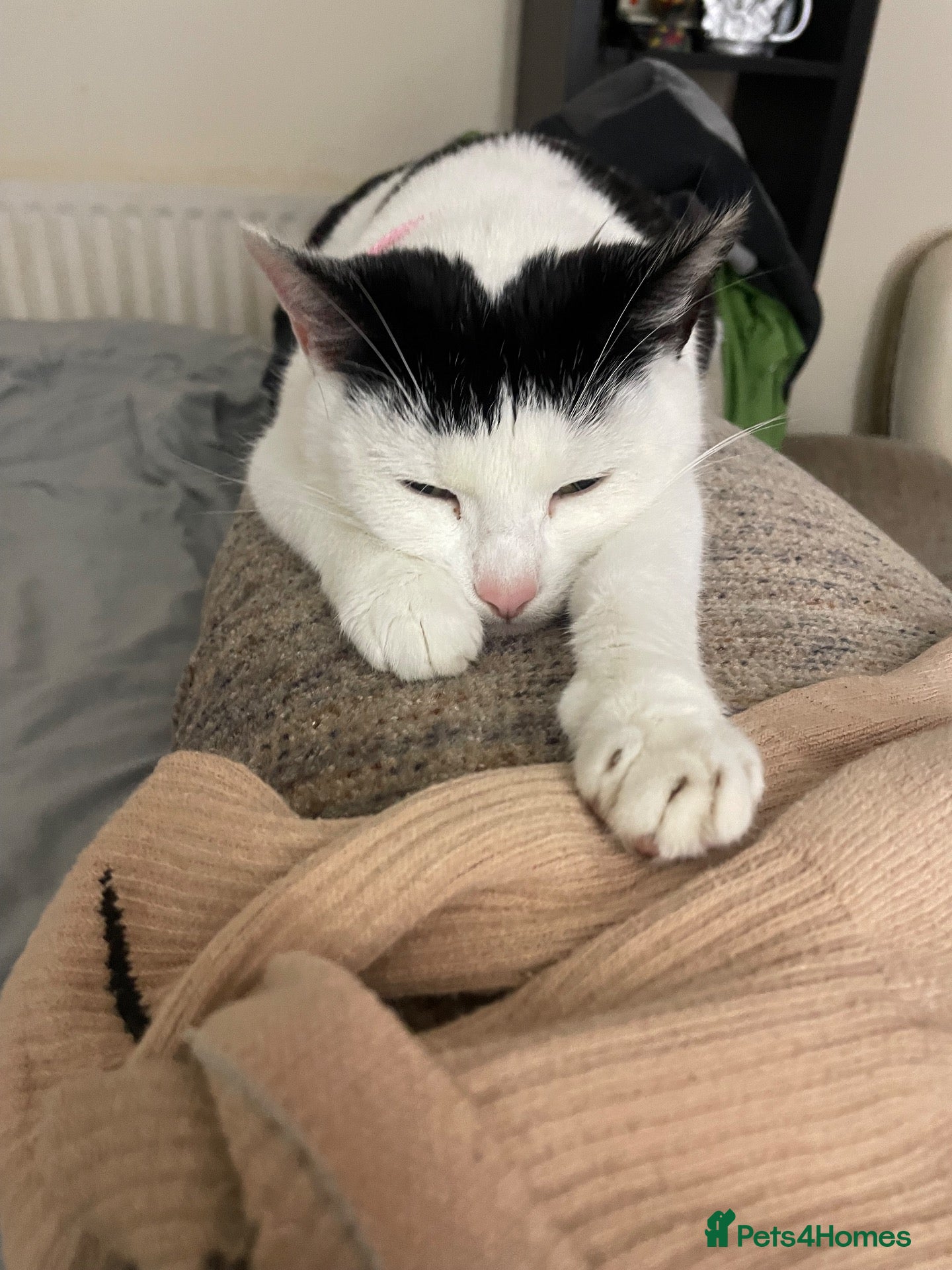 Mixed Breed cats for sale: Lovely Young Kitten For Sale - Advert 2