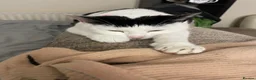 Mixed Breed cats for sale: Lovely Young Kitten For Sale - Advert 1