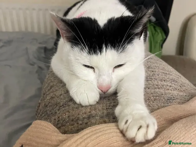 Mixed Breed cats for sale: Lovely Young Kitten For Sale - Advert 2