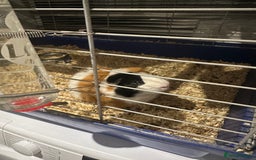Guinea Pig rodents for sale: Male guinea pigs - Image 9