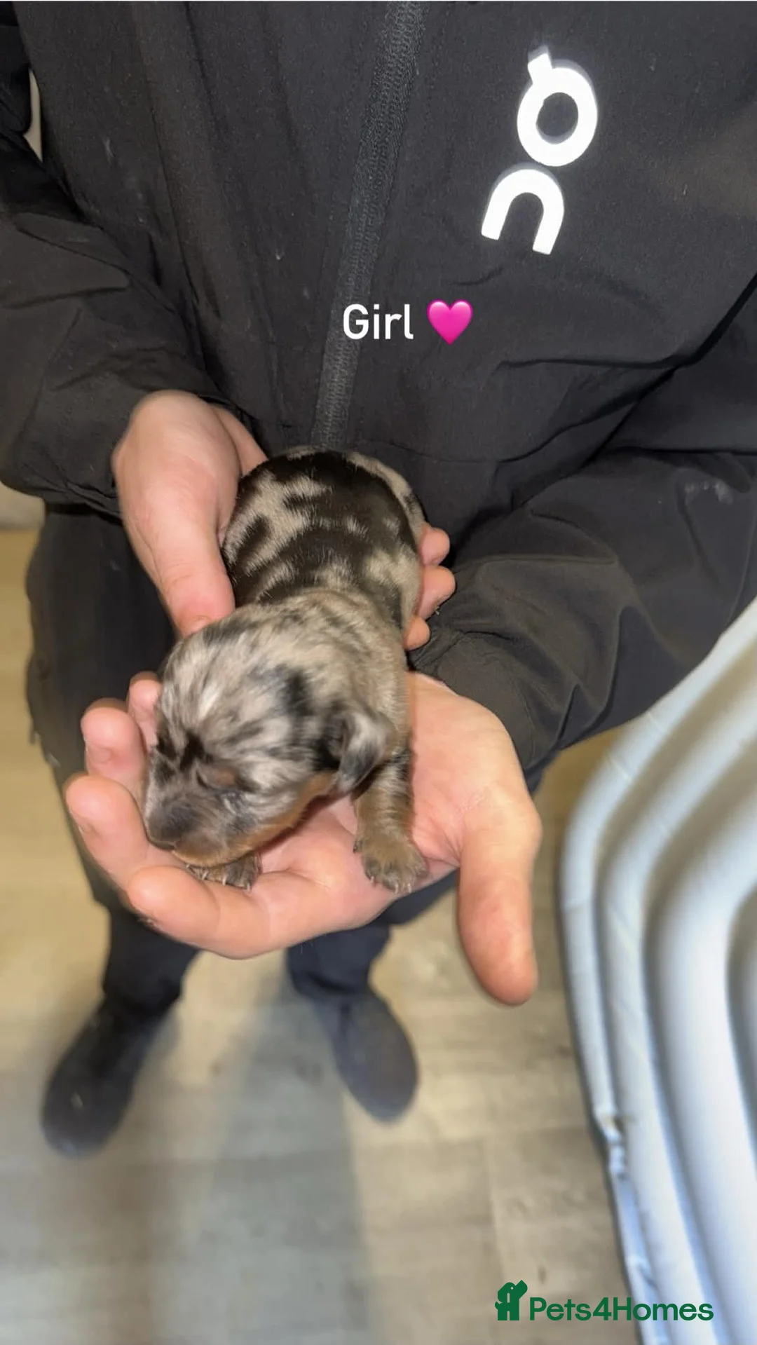 Miniature Dachshund dogs for sale: Miniature dachshunds  - Advert 2