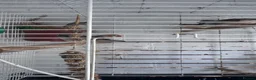 Finches birds for sale: Zebra finches  in Harrow - Advert 4