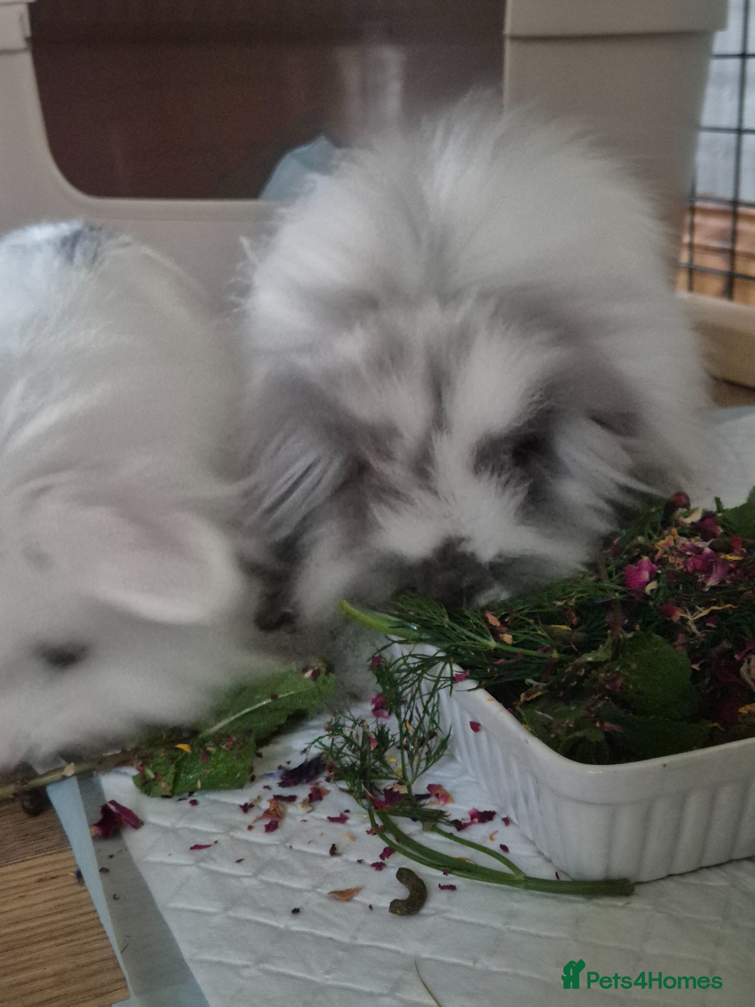 Mini Lion Lop rabbits Double mane lion mini lop doe - Advert 2