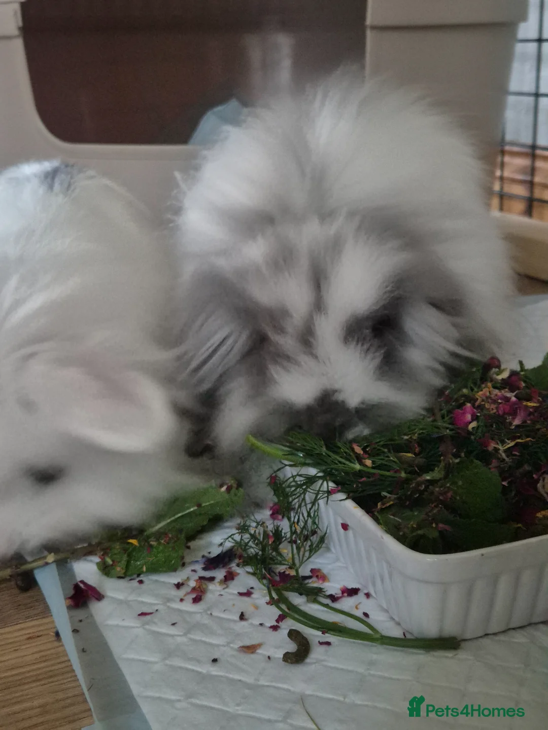 Mini Lion Lop rabbits for sale: Double mane lion mini lop doe in Plymouth - Advert 2