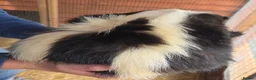 Ferret rodents for sale: Baby SKUNKS for sale - girls and boys available - Advert 13