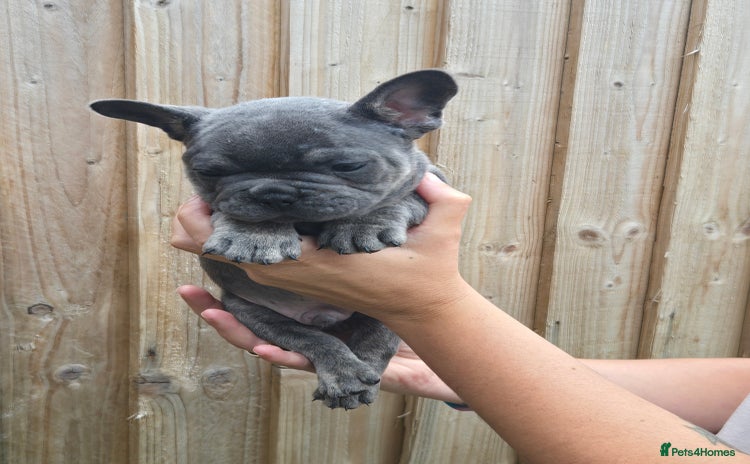 French Bulldog dogs - Advert 6