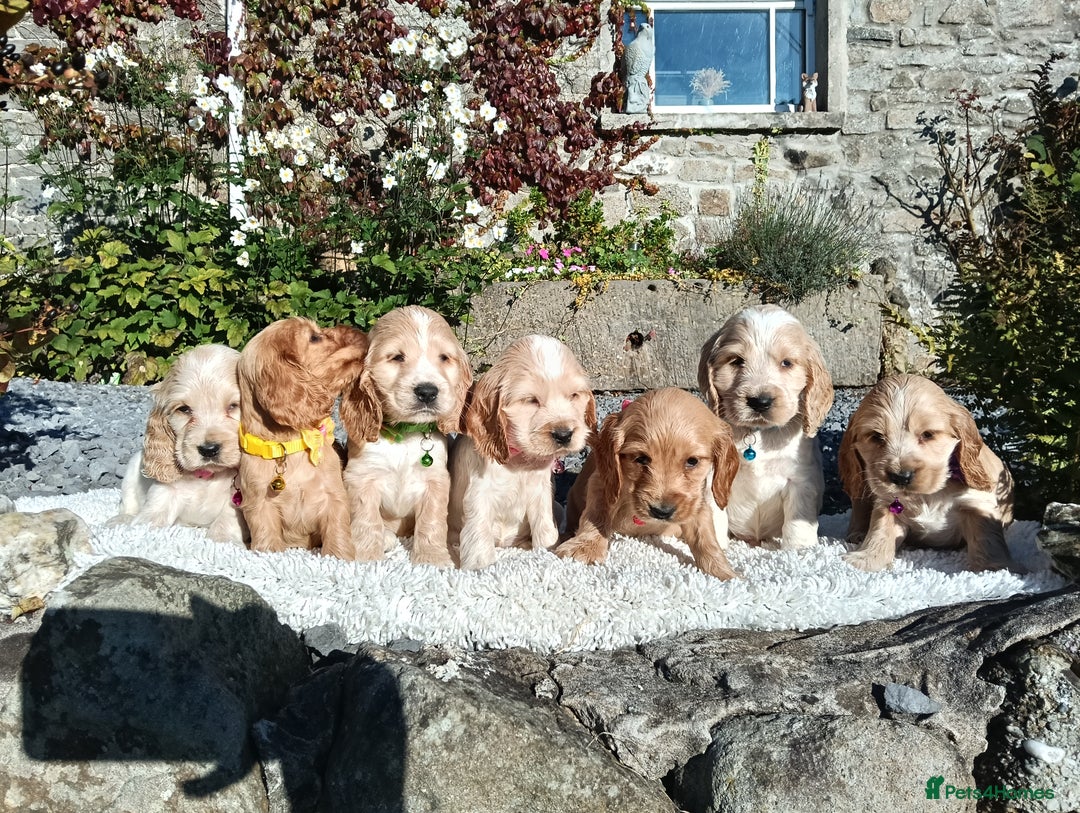 Cocker Spaniel dogs for sale: ❤️Adorable Quality Show Type Cocker Spaniels 🩵 - Image 9