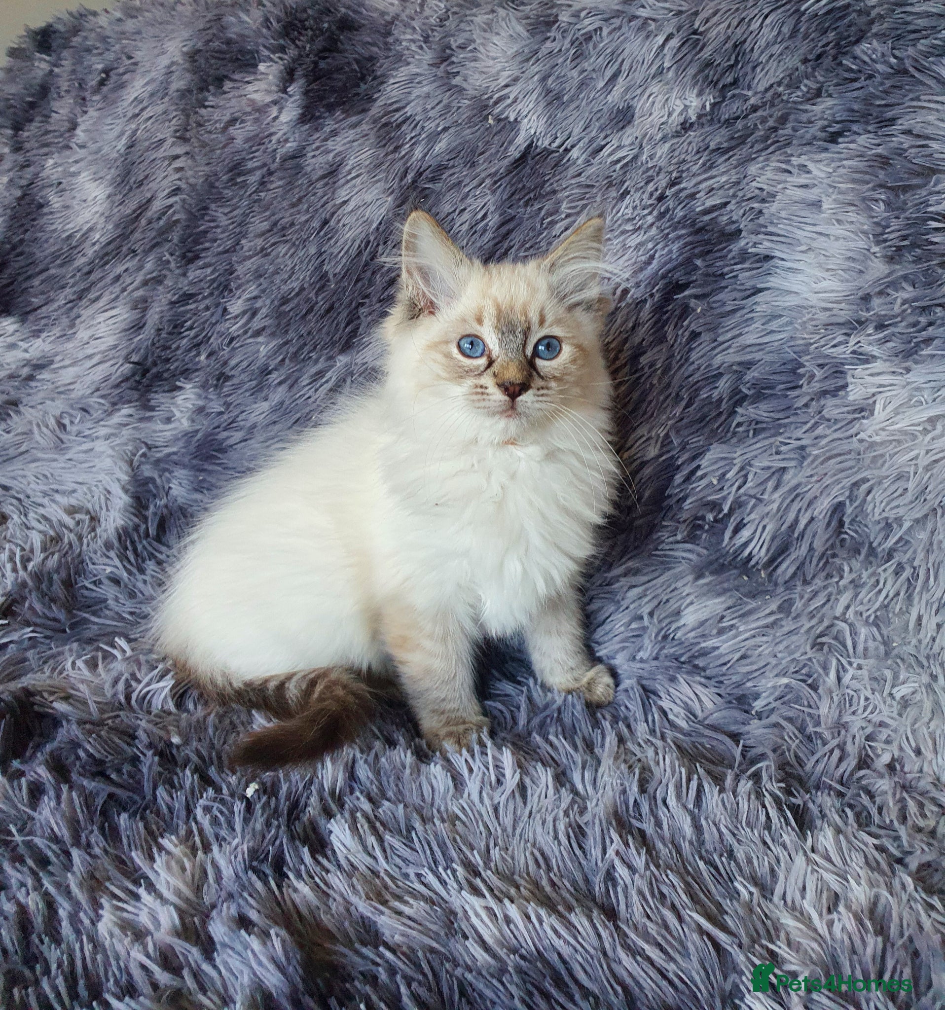 Ragdoll cats Very Beautiful GCCF Registered Ragdoll Kitten. - Advert 2