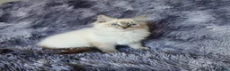 Ragdoll cats for sale: Very Beautiful GCCF Registered Ragdoll Kitten. - Advert 2
