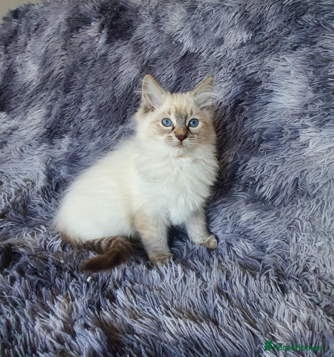 Ragdoll cats for sale: Very Beautiful GCCF Registered Ragdoll Kitten. - Advert 2