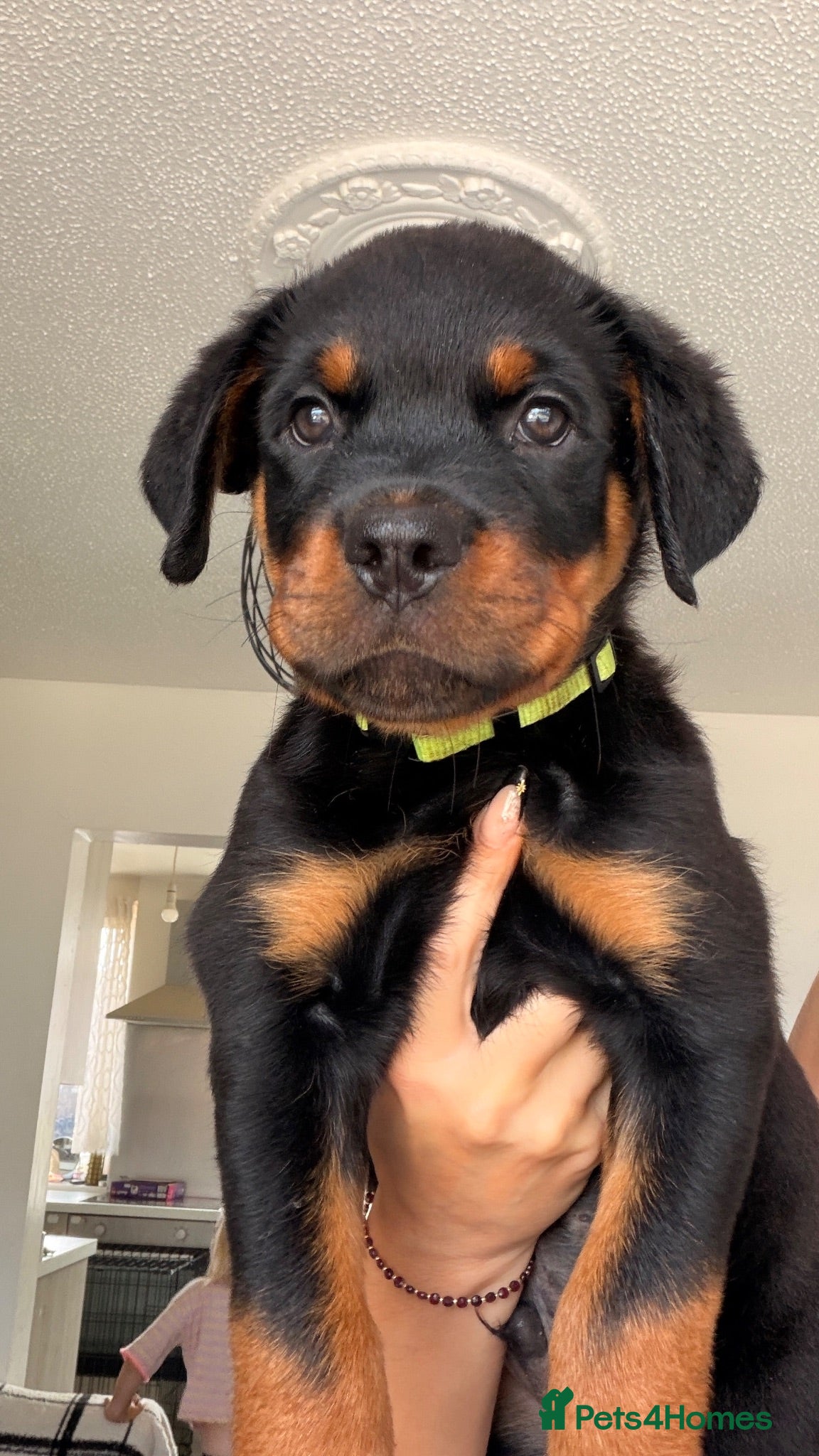 Rottweiler dogs ⭐️ LAST MALE ⭐️ KC REG - READY NOW ⭐️ - Advert 1