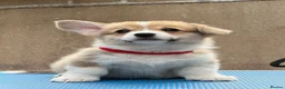 Welsh Corgi Pembroke dogs for sale: Champion Sired Corgi Pembroke puppies available  - Advert 27