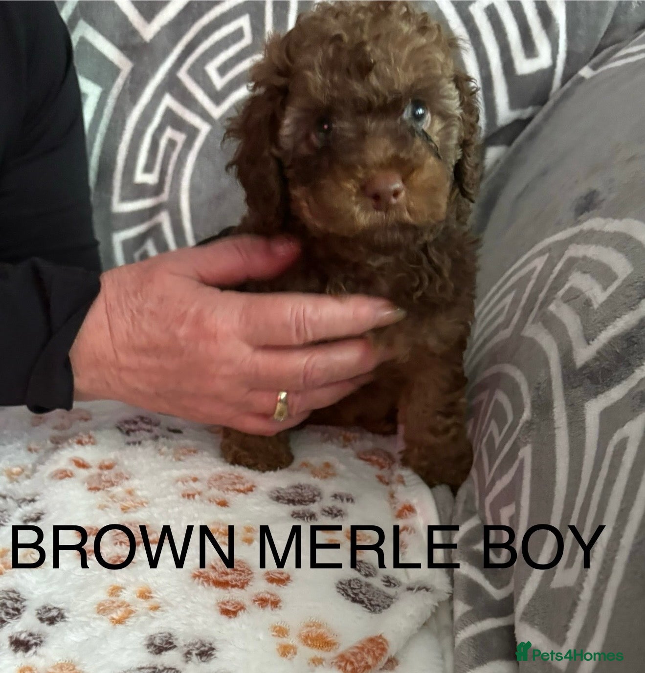 Cockapoo dogs Miniature Cockapoos - Advert 2