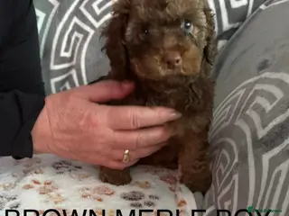 Cockapoo dogs Miniature Cockapoos - Advert 2