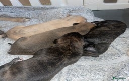 Mixed Breed dogs for sale: Stunning saluki greyhound puppies.  - Advert 15