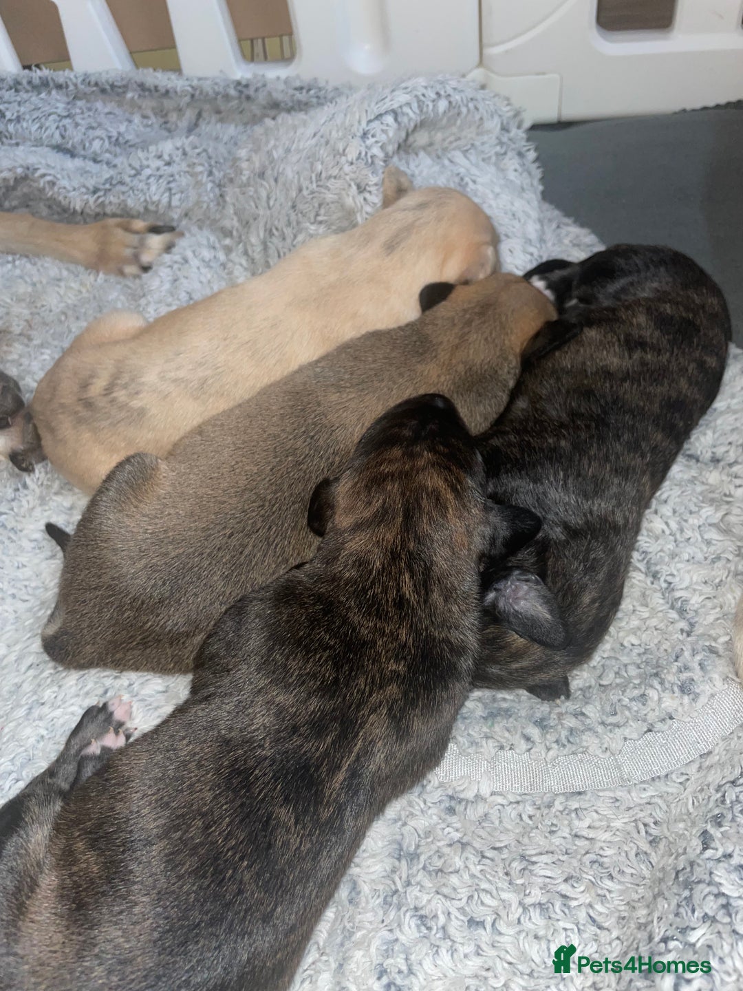 Mixed Breed dogs for sale: Stunning saluki greyhound puppies.  - Advert 15