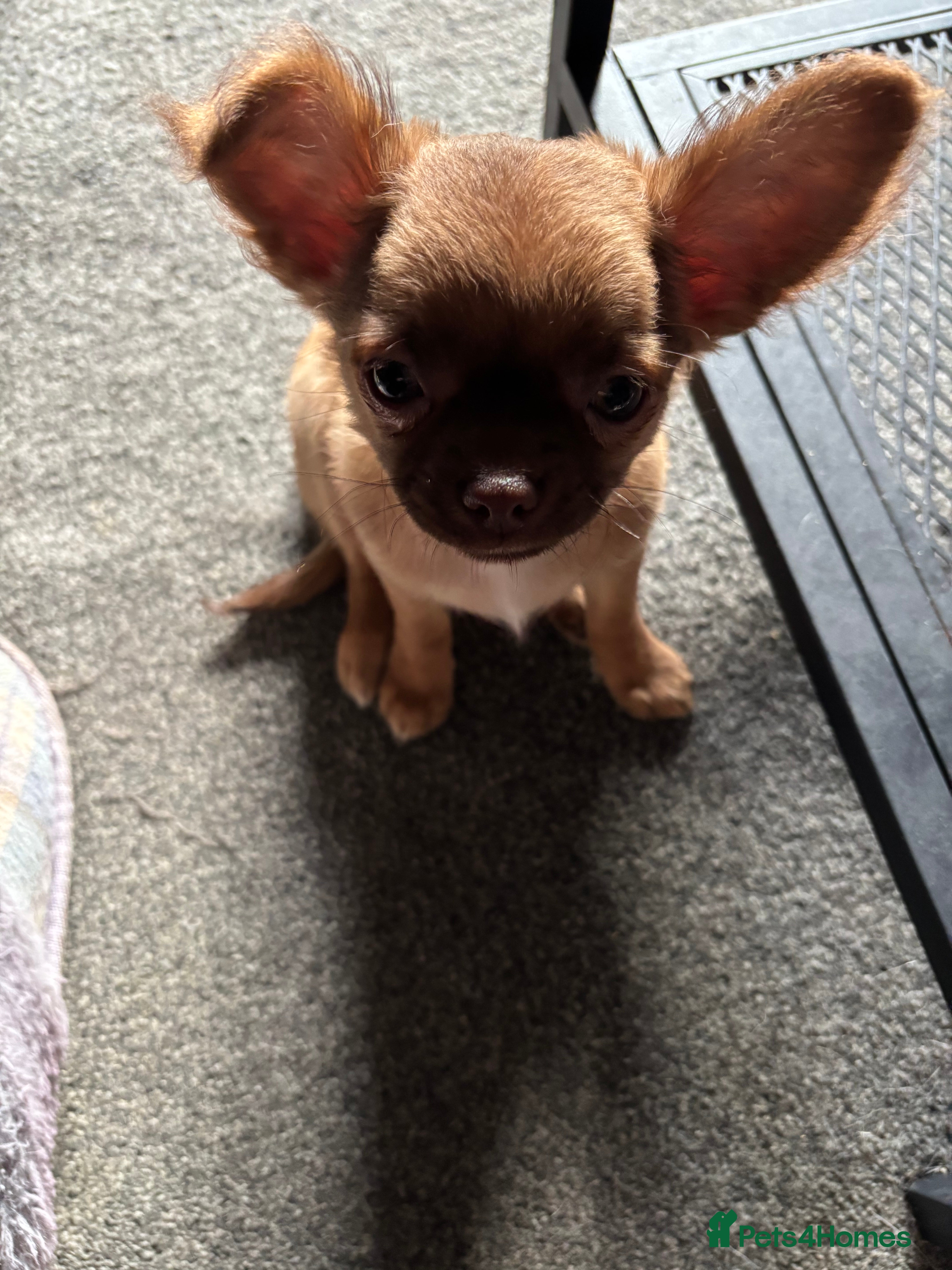 Chihuahua dogs KC Registered Chihuahua puppies available  - Advert 4