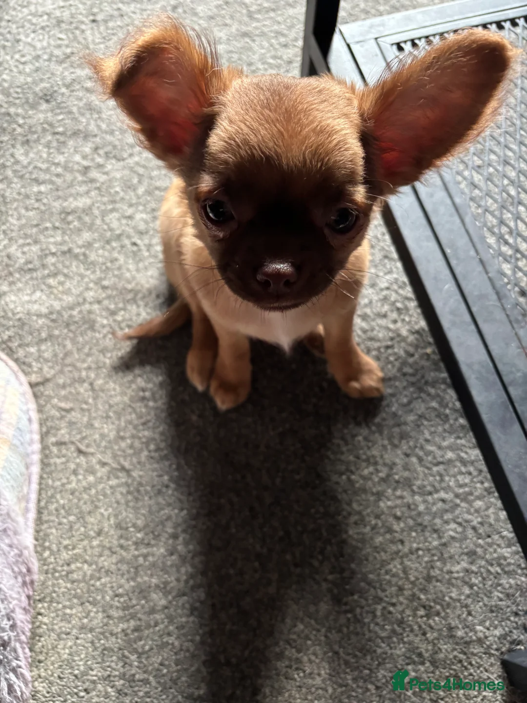 Chihuahua dogs for sale: Only 3 KC Registered perfect boys available  - Advert 9