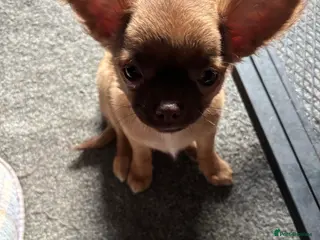 Chihuahua dogs KC Registered Chihuahua puppies available - Advert 4