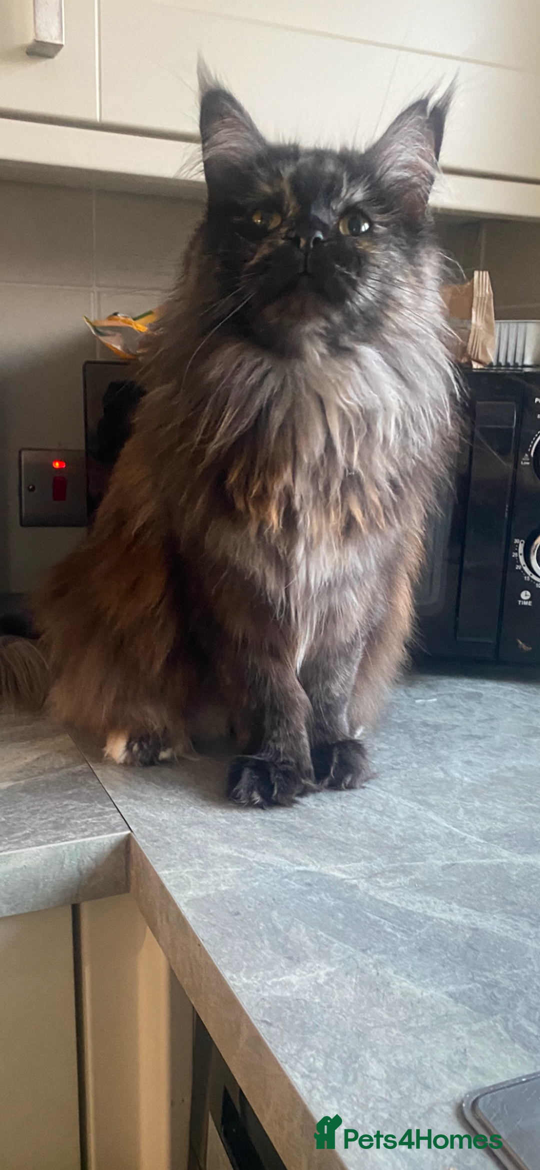 Maine Coon cats for sale: 2 stunning girls 1 polydactyl ready  **  ev - Advert 17