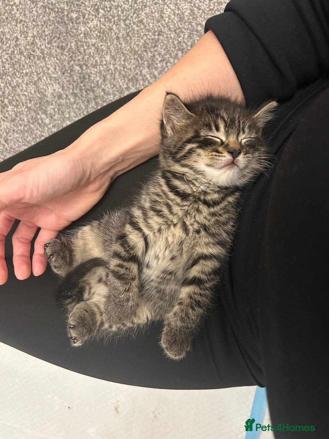 Scottish Fold cats for sale: Adorable Scottish Fold Cross Kittens - Advert 4