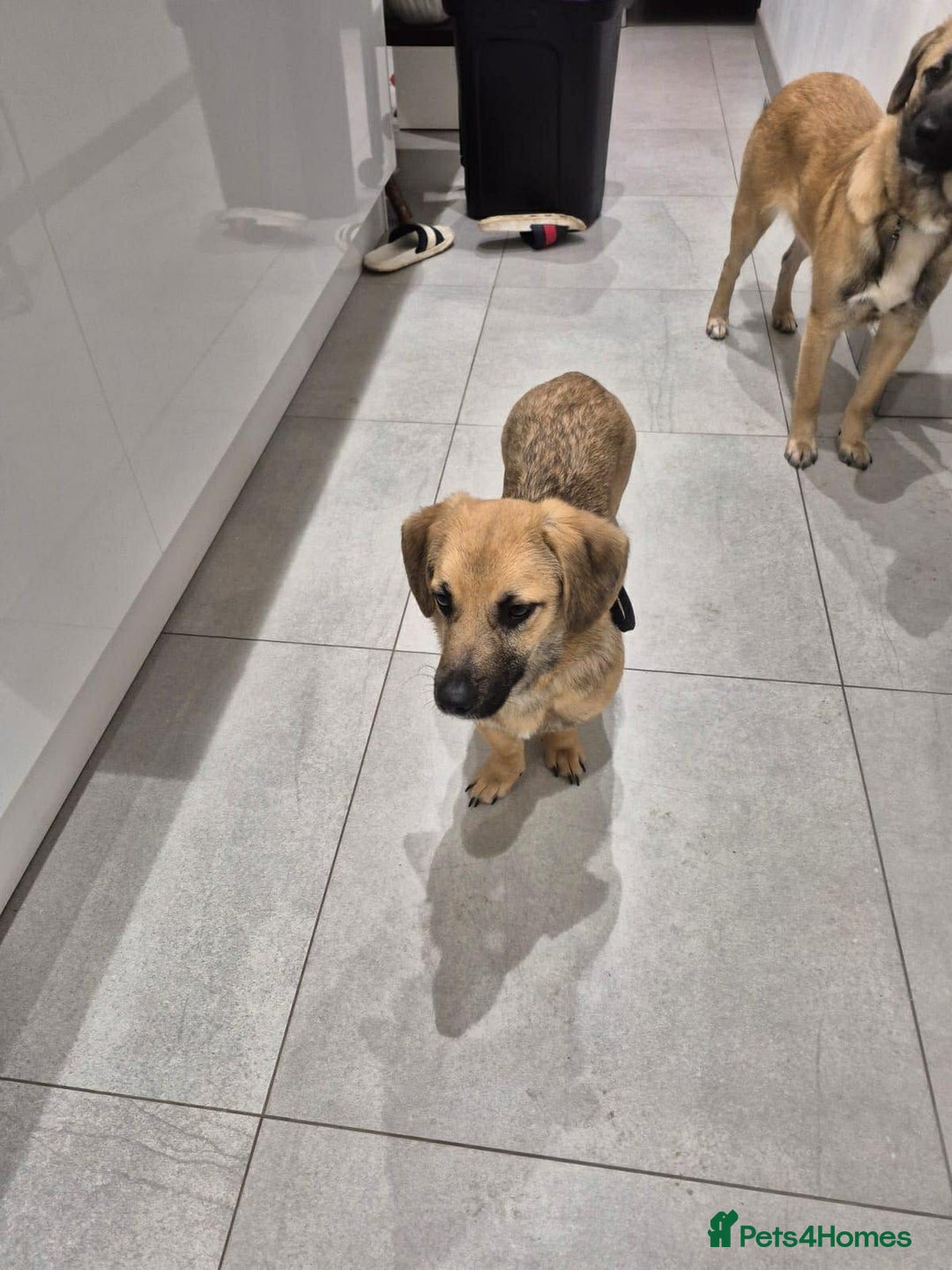 Mixed Breed dogs for adoption: ROLO  - Advert 2