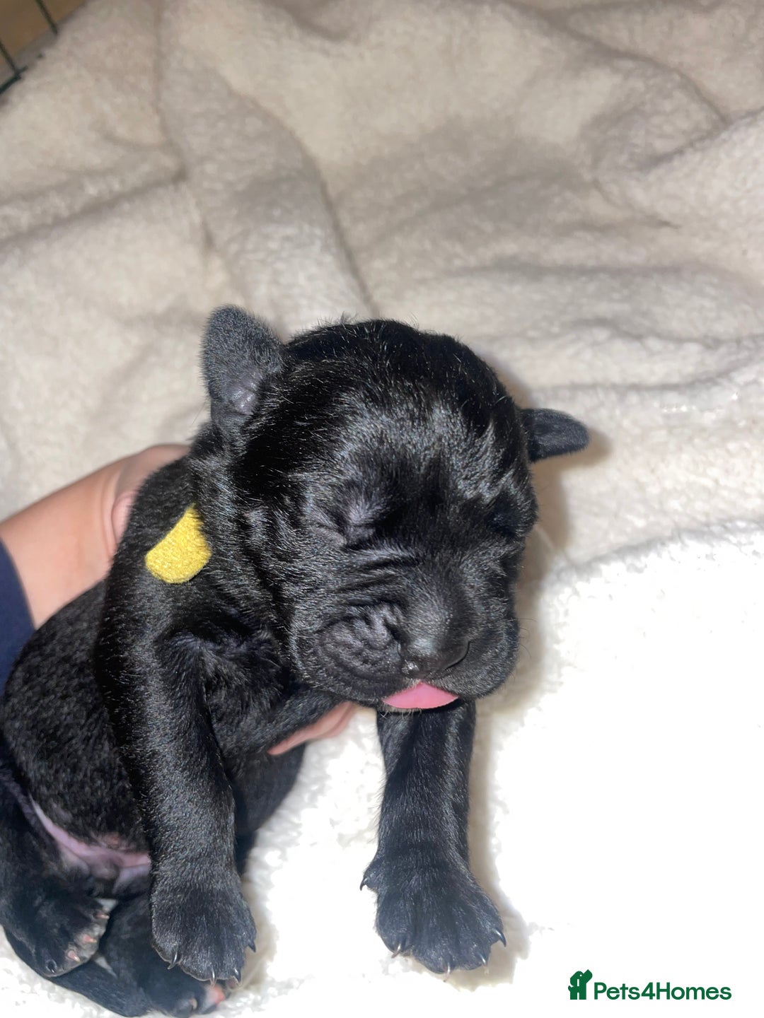 Cane Corso dogs for sale: Harlequin cane corso x pedigree cane corso puppies - Advert 27