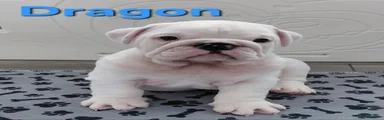 English Bulldog Puppy 5