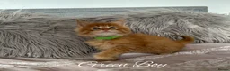 Maine Coon cats for sale: GCCF Registered Maine Coon Kittens - Advert 13