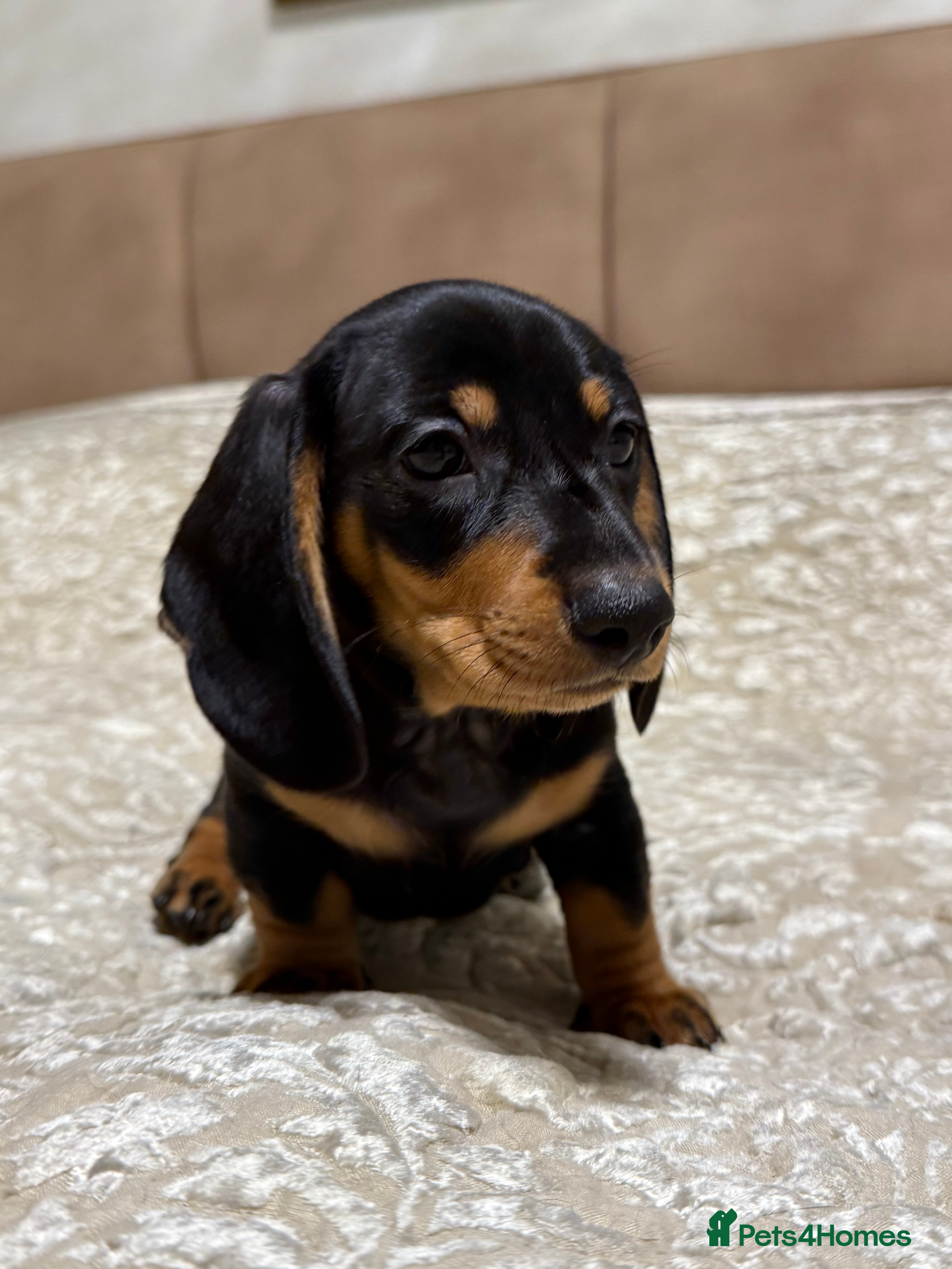 Miniature Dachshund dogs Miniature Dachshund Black and Tan Boy smooth hair - Advert 12