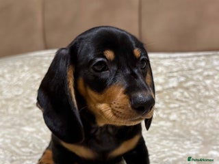 Miniature Dachshund dogs Miniature Dachshund Black and Tan Boy smooth hair - Advert 1