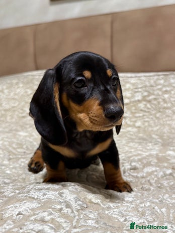 Miniature Dachshund dogs Miniature Dachshund Black and Tan Boy smooth hair - Advert 2