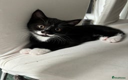 Mixed Breed cats for sale: 2 girls and 1 boy Half British shorthair kittens - Image 1