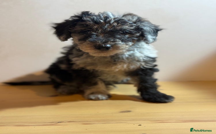Mixed Breed dogs Stunning litter of 3/4 Toy Poodle X Welsh Collie - Advert 7