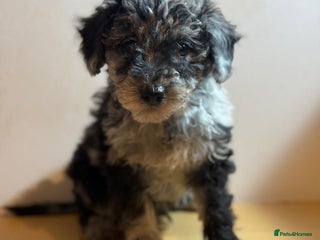 Mixed Breed dogs Stunning litter of 3/4 Toy Poodle X Welsh Collie - Advert 6