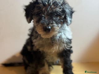Mixed Breed dogs Stunning litter of 3/4 Toy Poodle X Welsh Collie - Advert 6