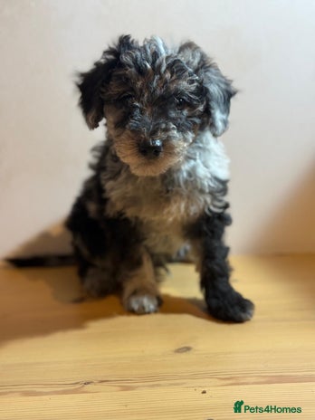 Mixed Breed dogs Stunning litter of 3/4 Toy Poodle X Welsh Collie - Advert 2